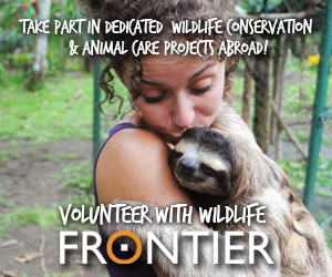 volunteer with wildlife